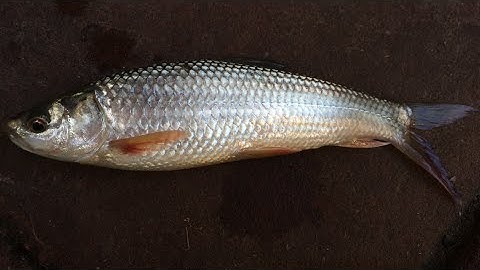 Fishing - Gardon - Cá Rói - Cá Chày (Mắt đỏ )