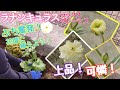 【ガーデニングvlog】ラナンキュラスラックス グレーシス┃庭に上品さと可憐さを加える┃花壇に植えよう！