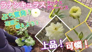 【ガーデニングvlog】ラナンキュラスラックス グレーシス┃庭に上品さと可憐さを加える┃花壇に植えよう！