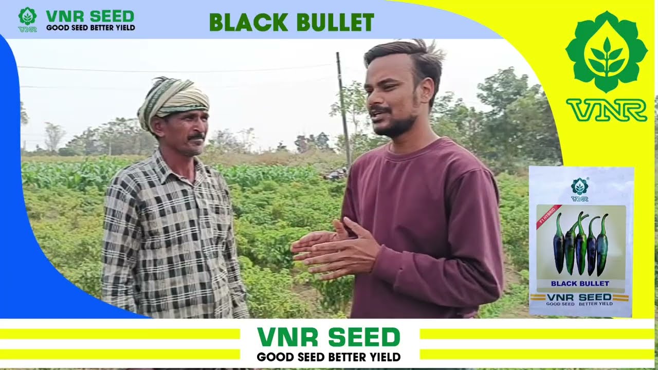 Farmers Review on VNR Black Bullet Chilli Variety - VNR Seeds