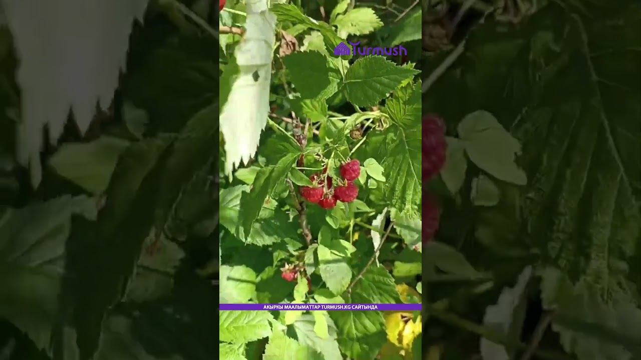 Дикая малина в горах Ак-Тюза