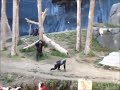 Monkey Stick Fight 