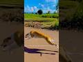 Kolhapur dog race 🚀😱 || kolhapur dog racing / dog race maharashtra || #shorts #arfyads