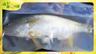 《谁知盘中餐》 20250505 大地鲜踪 来自大海的味道 | 农业致富经 Agriculture And Farming