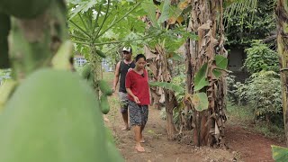 Harvesting Bananas During The Fasting Month While Shopping For Vegetables From Our Regular Shop