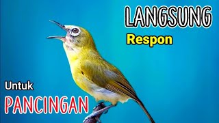 Download Lagu terapi pleci ngalas pagi hari bikin pleci gacor buka paruh - PATEN MENGUNDANG BUNYI MP3 Download Lagu terapi pleci ngalas pagi hari bikin pleci gacor buka paruh - PATEN MENGUNDANG BUNYI MP3