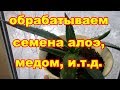 Чем лучше обработать семена алоэ,медом,золой или м.чайного дерева?