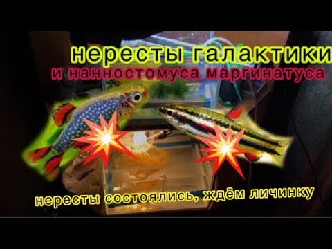 ЧТО ПРОИСХОДИТ В НЕРЕСТОВИКАХ? Нанностомус маргинатус, расбора галактика. Планирую поехать на птичку