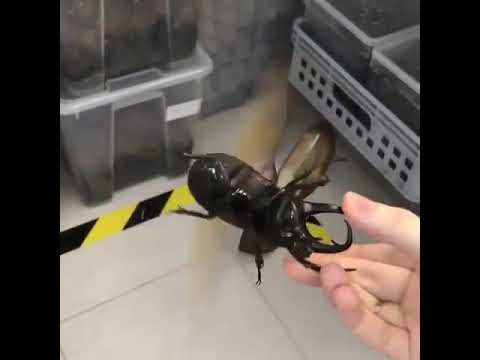 როგორ დაიჭირა???