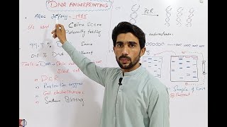 DNA Fingerprinting | Genetics | Biology Urdu/Hindi