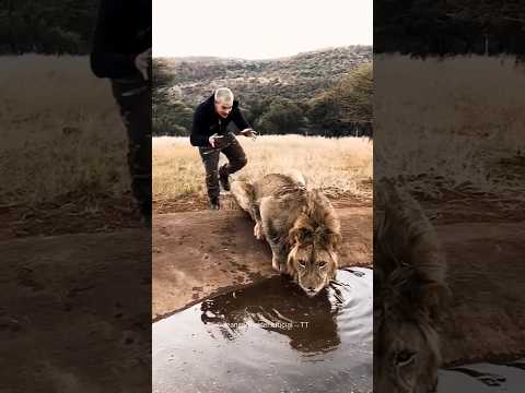 kind man rescue a lion
