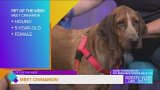 Pet of the Week: Let's get Cinnamon adopted