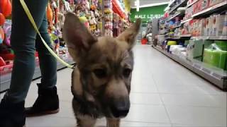 Tamaskan Puppy at the Pet Store! by Sylvaen Tamaskans 9,978 views 5 years ago 6 minutes, 40 seconds