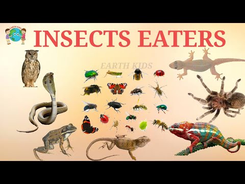 Video: Ce animal mănâncă insecte?