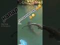 Невероятная атака сома на рыбалке! 🐟🔥