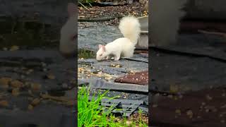 Stoney The Albino Squirrel Enjoying Corn 🌽🌽🌽