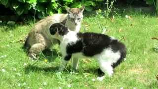 FIGHTING CATS / bagarre de chats