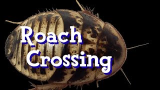 Roach Crossing Weekly General Livestream April 18th 2024