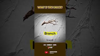 What is this called? #learnanewwordtoday #learning #myquest #english #education