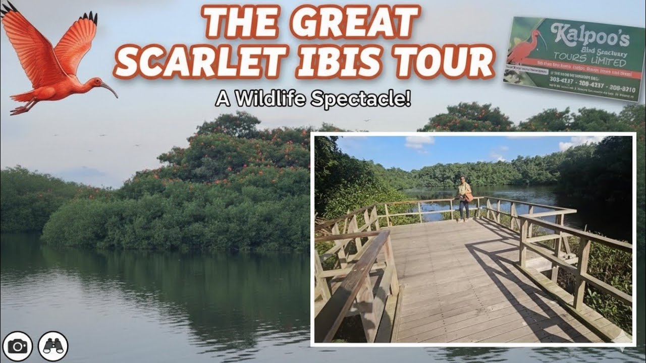 Kalpoo's bird sanctuary ibis tour.