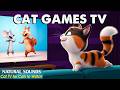 Stimulating Cat TV－3D Animated Cat Games On Screen－Videos for Indoor Cats to Reduce Anxiety &amp; Stress
