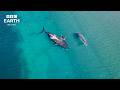 Welcome To BBC Earth Relax 🌍 | BBC Earth
