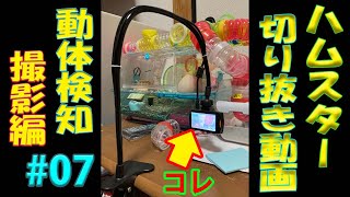 【ドライブレコーダーの】ハムスター切り抜き動画#7【間違った使い方】