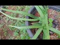 AGRI FARM AT ALUVA #agriculture #fruits #vegetables #coconut