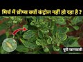 Mirch me thrips kyon control nahin ho raha ha or isko kaise control kare 