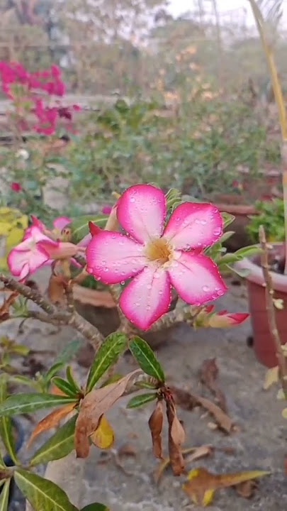 our garden #adele #shortvideo