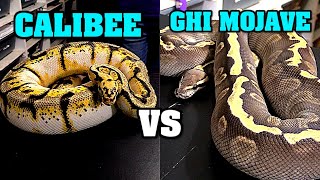 Celebrity Calibee vs Ghi Mojave......this will be close.... Net Worth