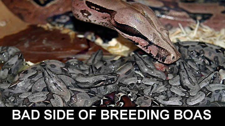 The Bad Side of Breeding Boas