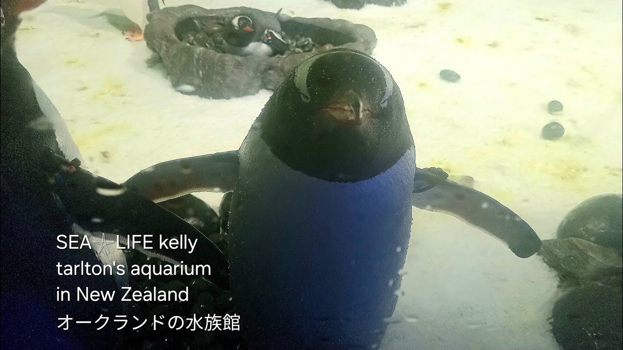 NZ水族館】SEA𓇼LiFE Kelly Tarlton's aquarium ケリータールトンズ