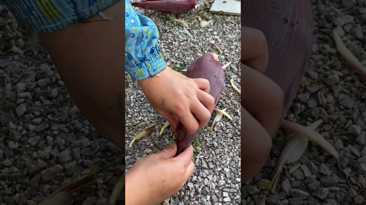 Rare Taro Flower Bloom | Exotic Plant Beauty