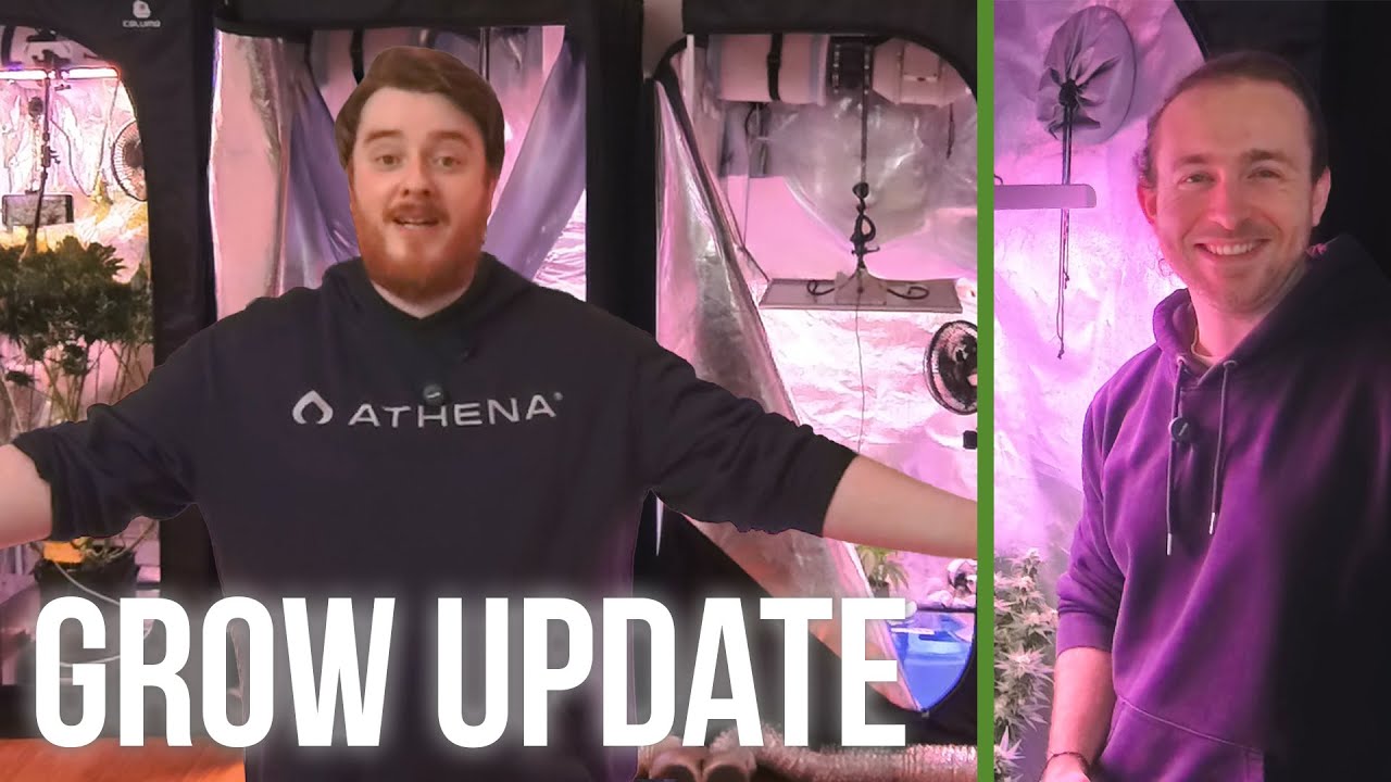 Grow Update: LST und Mini-Phenohunt