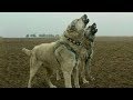 7 Races De Chiens Capables De Faire Face à Un Loup