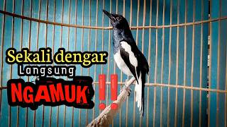 KACER NGAMUK ‼️ KACER GACOR LANGSUNG NGAMUK TARUNG