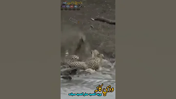 وذي كانه يريد الصيد صار الصيد صياده 