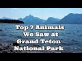 The Top 7 Animals We Saw at Grand Teton National Park