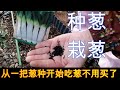 【麗的庭院生活　42】|種蔥，栽蔥，掌握這幾個要領，流程簡單，從壹把蔥種開始吃蔥不用再買了|