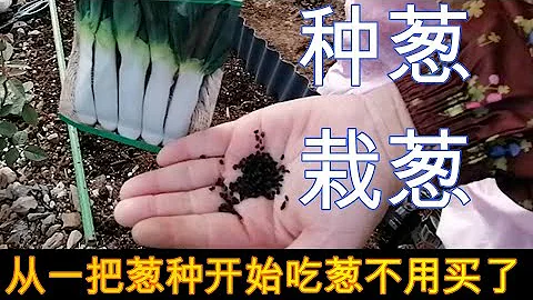 【丽的庭院生活　42】|种葱，栽葱，掌握这几个要领，流程简单，从壹把葱种开始吃葱不用再买了| - 天天要闻