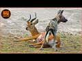 Most Terrifying Wild Dog Attacks Ever Caught on Camera | Wild Animals