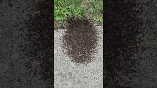 swarming ants