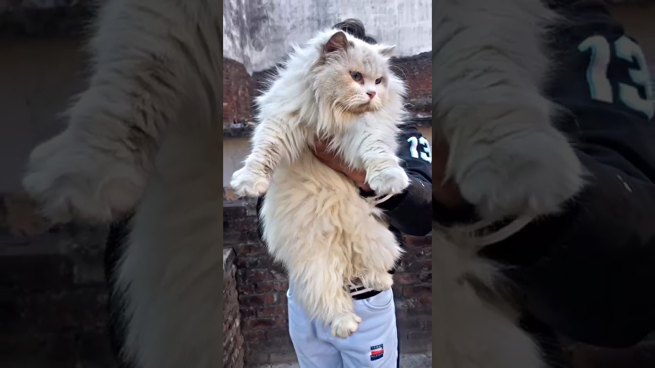 Video 7208931: catlover cats beautiful, beautiful female cat