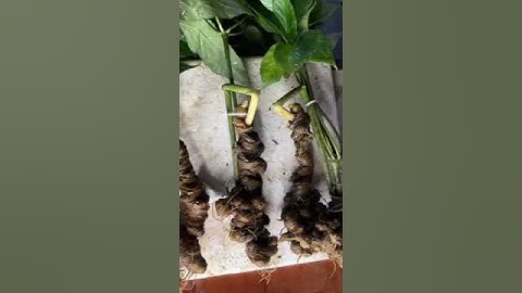 Đẳng cấp sâm rừng víp 5 củ/kg củ nào củ nấy rắn chắc như đá,nạc củ chất lượng, đã kiểm định giá 22tr