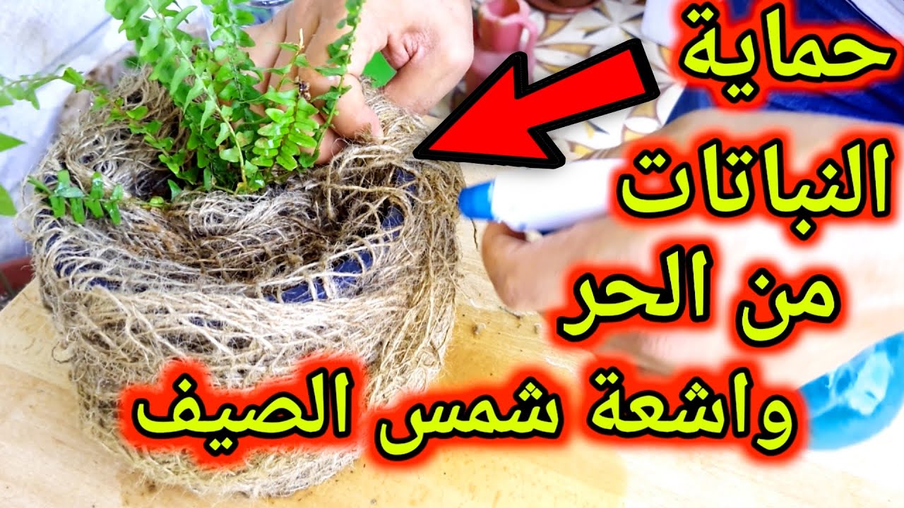 سأخبركم ب 3 أسرار يتّبعها أصحاب المشاتل لحماية نباتاتهم من شمس الصيف ! #2
