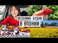 Тихие дни в Японии в начале весны. Фукуока, цветение сливы и поездка на остров