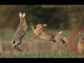 HARES Are Such FUNNY ANIMALS - Cute And Funny Hare Videos Compilation 2018 [BETS OF]