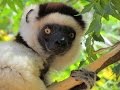 Madagascar Wildlife Safari