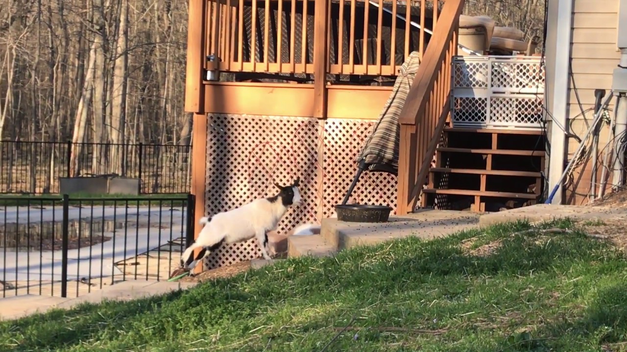 Funny Fainting Goats